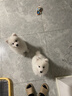 MIKI PAD狗狗牵引绳防爆冲狗胸背带遛狗绳中大型犬边牧萨摩耶背心式狗链子 柠檬黄【轻盈透气】+1.5m牵引绳 M 脖围38-50cm 建议15-28斤 实拍图
