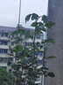 果汁阳台月季花苗四季开花卉盆栽绿植物室内花易活玫瑰带花苞庭院 果汁阳台【大花浓香，月月开分枝多】 【带花苞】【盆口径15cm】原盆冠25高35 实拍图