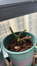 玫瑰花苗老桩绿植物盆栽月季蔷薇老根室内外阳台庭院特大花卉四季 56粉龙（老桩爬藤苗四季开花） 实拍图