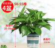 京东绿植绿萝盆栽除甲醛花卉绿植办公室新房净化空气180加仑4盆装源头直 实拍图