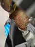 奈宠锦鲤金鱼饲料鱼食观赏鱼通用型上浮小颗粒不浑水家用鱼料专用鱼粮 小粒1mm【三效合一2500g袋装】 实拍图