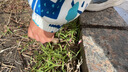今明后 沙拉酱焙煎芝麻沙拉汁蔬菜沙拉大拌汁水果轻食调味品料 1.5L*1瓶 实拍图