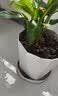 寿禾 花盆大号带托盘树脂塑料绿植种植盆 木里盆大号-浅灰 实拍图