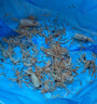 禧美海产熟冻北极甜虾净重3斤装/盒 150/180小号规格 MSC认证 轻食海鲜 实拍图