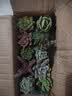 墨一多肉植物室内带盆组合小盆栽带桩大颗好养活多品种花卉绿植营养土 10颗不重复 实拍图