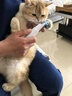 先锋（SINGFUN）宠物剃毛器猫咪专用剃脚毛器静音狗狗脚毛修剪器宠物店局部推子小猫猫爪脚底脚掌屁屁一体机电推剪 实拍图