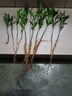 驱蚊竹柏水培植物大棵室内水养绿植花卉盆栽办公室桌面驱蚊草好养 精选竹柏10棵+肥料 实拍图