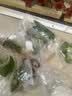 疯狂水草乌龟缸造景龟缸植物浮萍水草水培绿植景观水植物造景源头直发包邮 实拍图