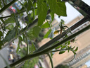 史丹利种菜专用土营养土阳台种菜泥炭有机土家用土壤蔬菜种土种植土10L 实拍图