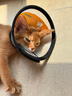欢宠网伊丽莎白圈猫宠物狗猫咪狗狗绝育软项圈头套脖套防舔防咬脖圈耻辱 实拍图