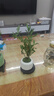 八芽小叶栀子花盆栽开花植物室内桌面茶几好养花卉绿植办公室净化空气 小叶栀子花-陶瓷竖纹盆-密胺托 带盆栽好 实拍图