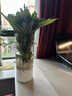 年宵花【热销款】白掌一帆风顺盆栽水培植物绿植过年装饰摆件年货 特级白掌带花+杏色提拉米苏盆 实拍图
