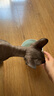 乐优派猫碗陶瓷狗碗猫食盆狗盆宠物碗猫粮碗高脚防打翻猫咪用品 渐变蓝 实拍图