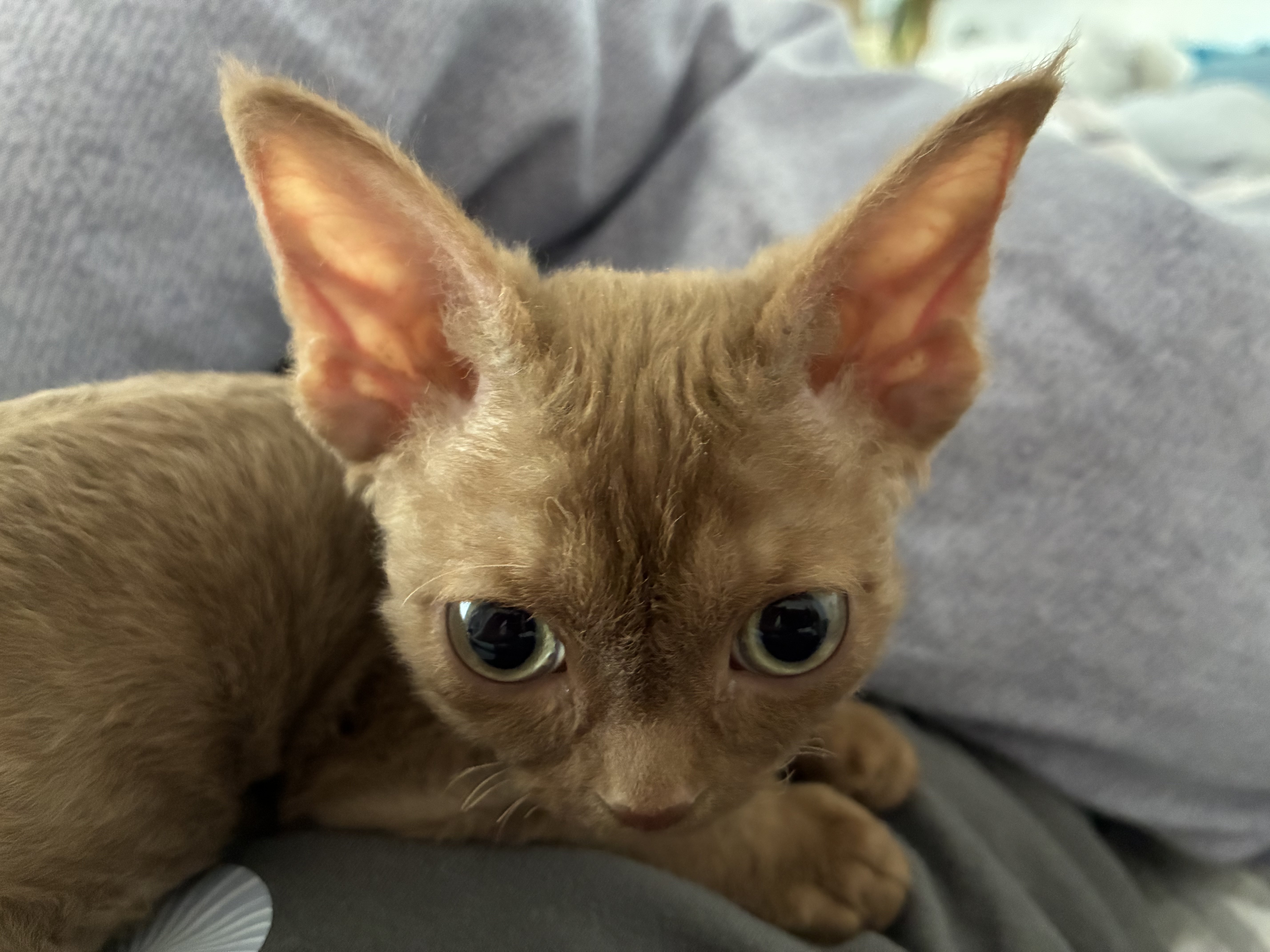 疯狂的主人猫砂盆半封闭式猫厕所防外溅猫沙盆盆猫咪猫屎带铲子 实拍图