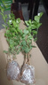 茉莉花苗盆栽带花苞九里香老桩驱蚊花卉植物室内浓香四季开花好养 大份茉莉花【4-6颗】花苞饱满 不含盆 实拍图