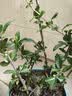 花翁海棠花盆栽树苗重瓣长寿冠盆景老桩庭院阳台绿植室内花卉源头直发 实拍图