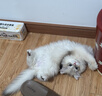 伯纳天纯至酥系列全价高鲜肉营养易消化酥化成猫幼猫粮鸡肉乳鸽1.5kg/包 实拍图