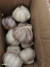 紫白皮蒜水果大蒜超市即食生鲜蔬菜大蒜 【优选】净重0.8斤 单果3.5-5cm 实拍图