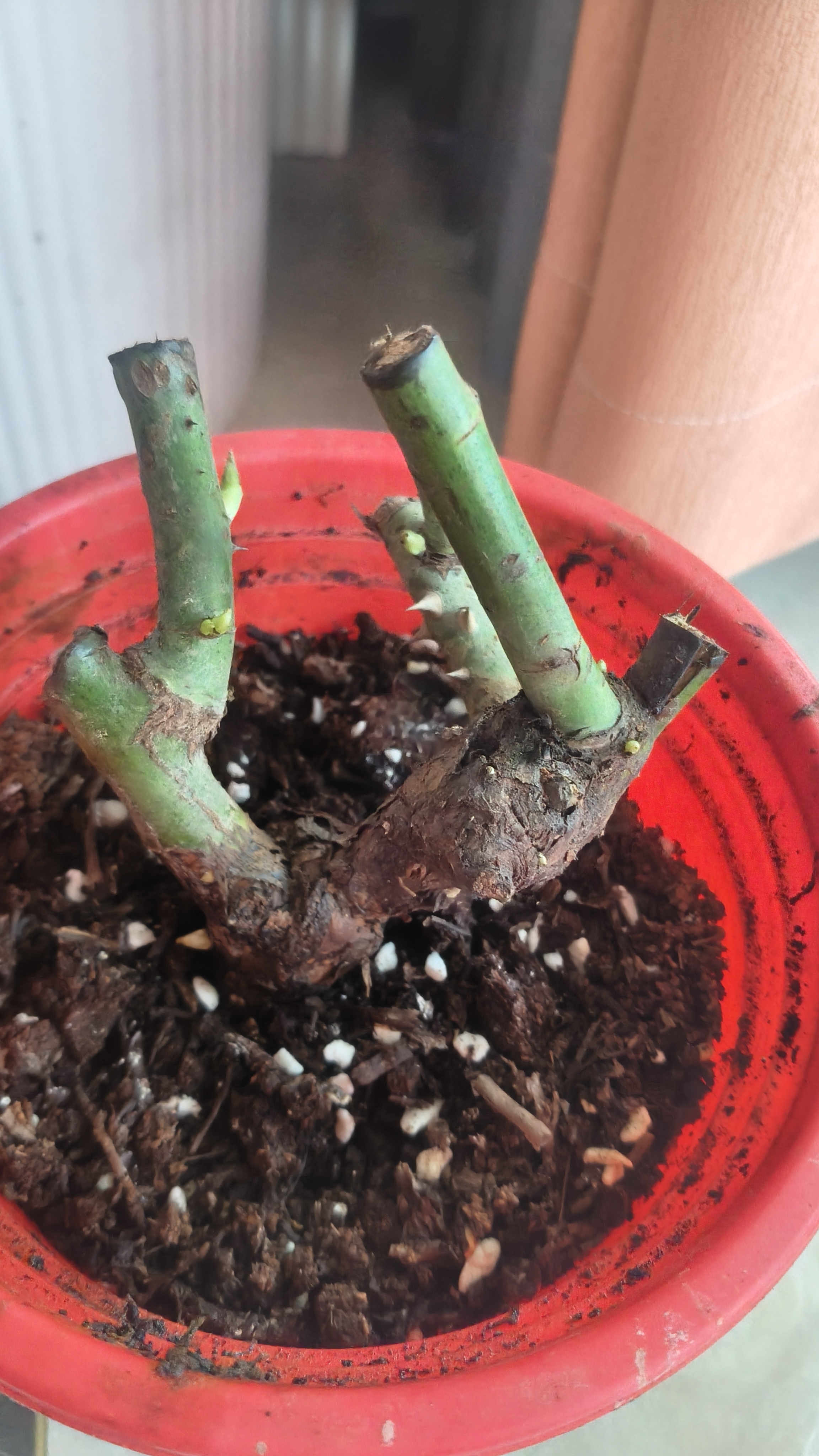 玫瑰花苗老桩绿植物盆栽月季蔷薇老根室内外阳台庭院特大花卉四季 37卡布奇诺（老桩苗四季开花） 实拍图