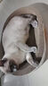 疯狂的主人猫抓板窝碗形特大号猫抓盆不掉屑猫窝宠物猫玩具瓦楞纸猫爪板椭圆 实拍图