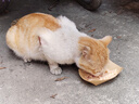 网易严选猫罐头猫湿粮宠物零食猫用浓汤白肉罐头鸡丝虾仁口味85克*12罐 实拍图