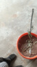 CHUANGSHIJI沙糖桔树苗南方北方种植橘子树苗柑桔果树果苗嫁接砂糖地栽盆栽 3年苗 (当年结果) 81cm(含)-110cm(含) 实拍图