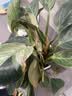 花翁铂金钻盆栽绿植大盆绿萝除室内甲醛花卉水培办公净化空气源头直发 实拍图