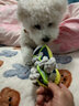力狼狗粮 全价成犬粮 博美泰迪金毛阿拉斯加边牧大中小犬型粮 【鲜肉升级3.0-护胃健骨】鲜鸭肉梨4斤 实拍图