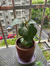 格调生活小盼菩提树盆栽绿植物室内花盆景办公室桌面观叶四季客厅好养活树 菩提【带果发货】原盆原土 带盆栽好 实拍图
