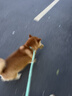 LEGENDSANDY蓝氏烘焙狗粮SSR中小型犬成犬幼犬通用全价犬粮鸡肉奇亚籽500g 实拍图