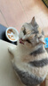 弗列加特98%高含肉量 FPMR生骨肉猫主食罐 成猫湿粮猫罐头 散养火鸡味45g 实拍图