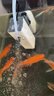 森森 小鲤鱼缸过滤器净水循环三合一内置水族箱过滤系统XQP-500F 6W 实拍图