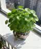 京云梦铜钱草水培盆栽金钱草室内外绿植花草青色陶瓷源头直发 实拍图
