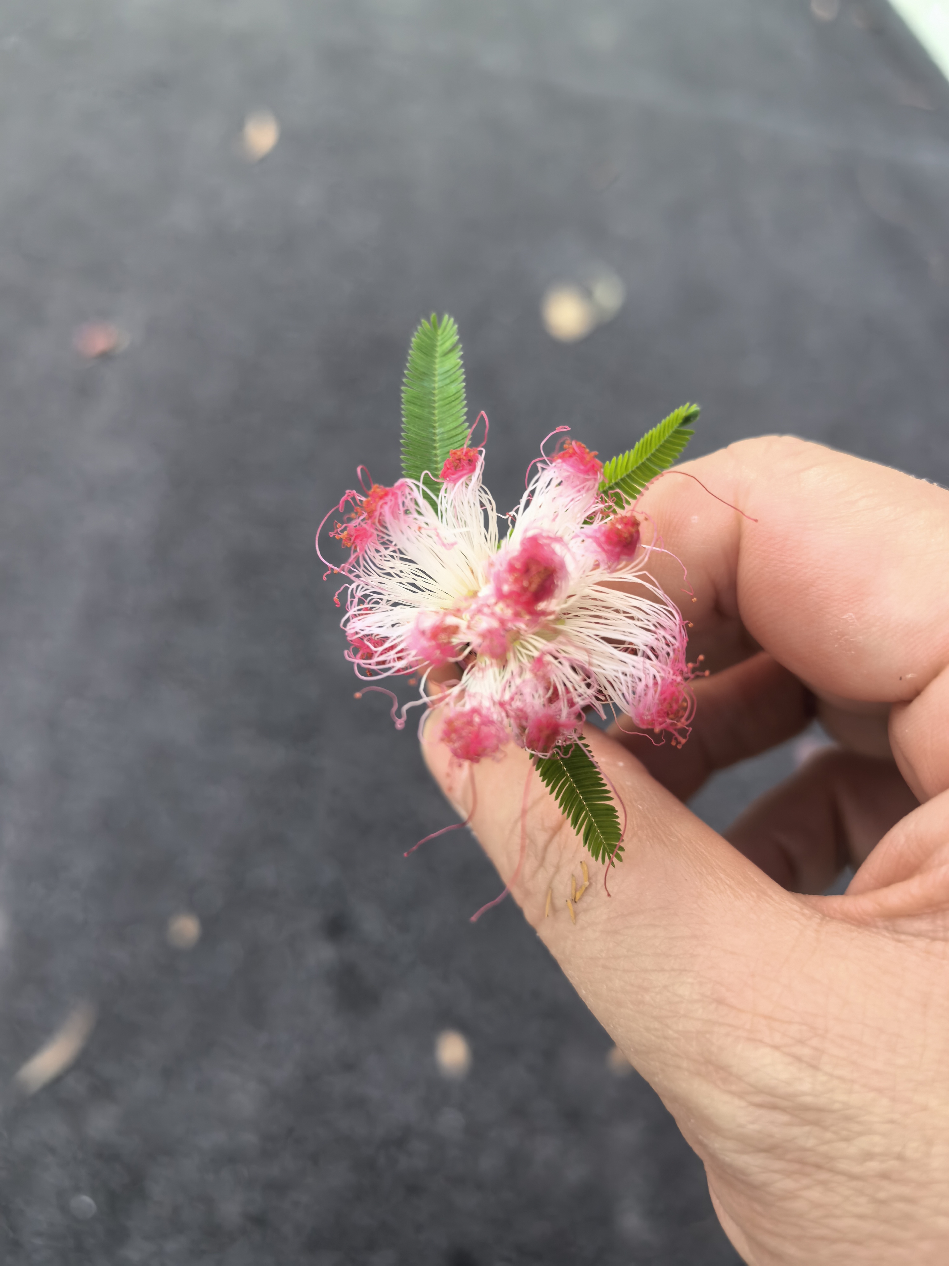 唐宗筷高端进口抗菌率99.9%松木纤维筷子10双装  可置消毒柜 洗碗机 实拍图