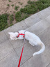 PETSTAR猫咪牵引绳 工字背心胸背带防挣脱外出可调节遛猫绳子 晒单实拍图