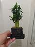 幼薇文竹盆栽室内绿植好养桌面古风艺术小盆景桌面茶几办公摆件装饰 富贵竹丛林+四方舍得PVC+方底盘 带盆栽好 实拍图