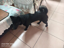 力狼（LILANG）狗粮幼犬粮 博美泰迪柯基金毛边牧全犬种中小型犬通用型狗粮 【1-12月| 鲜肉羊奶】幼犬专用粮4斤 实拍图