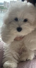 伊珊娜意大利进口isb经典宠物沐浴露猫咪狗狗温和无泪 幼犬猫香波500ml 实拍图