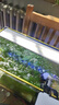 LED全光鱼缸灯同款水族箱鱼缸照明灯架水草灯增艳发色灯神灯节能 9瓦蓝白光38cm（适合40-50cm鱼缸） 四排灯珠 实拍图