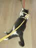 snowpaws猫咪牵引绳猫绳胸背带遛猫绳溜猫绳子背心宠物防挣脱逃脱背带链子 实拍图