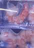 鲜京采红爪对虾仁 净重500g/袋 特大号虾仁 实拍图
