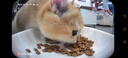 霍曼（Homerun）AI智能宠物自动喂食器视频猫狗喂食定时定量可视陶瓷碗VF20可插卡 实拍图