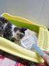 HELLOJOY猫砂铲猫咪铲屎神器猫盆猫屎铲子细小孔宠物猫沙器大号 实拍图