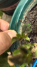 花盆绿植盆栽加厚塑料简约多肉小盆阳台客厅月季玫瑰大号家用花盆 高款2加仑(口径22cm)2个盆 配套托盘 实拍图