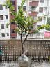 海棠花盆栽树苗老桩四季开花卉植物室内花庭院阳台名贵绿植好养活 (7年老桩)长寿冠海棠花+肥料 实拍图