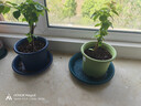爱丽思花盆塑料圆形树脂多肉花盆种花种菜盆绿萝爱丽丝 浅绿口径20.3cm 实拍图