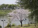 京鲜生 四川爱媛38号果冻橙 净重5斤 单果130g起 生鲜水果柑橘桔子礼盒  实拍图
