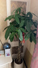 叹为观止大型植物发财树各种大颗盆栽开业乔迁客厅办公室内好养大型花卉 辫子发财树【1.2-1.4米】 不含盆 实拍图