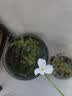 芙丽芳丝（Freeplus）水润保湿乳液补水保湿男女士清透型100ml（有效期至27年1月） 实拍图