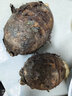 生鲜密语广西荔浦芋头 地标农产品 正宗荔浦芋 新鲜香芋 火锅食材生鲜蔬菜 【大芋】2-4个4斤 净重3.9斤 1份装（芋香浓郁） 实拍图